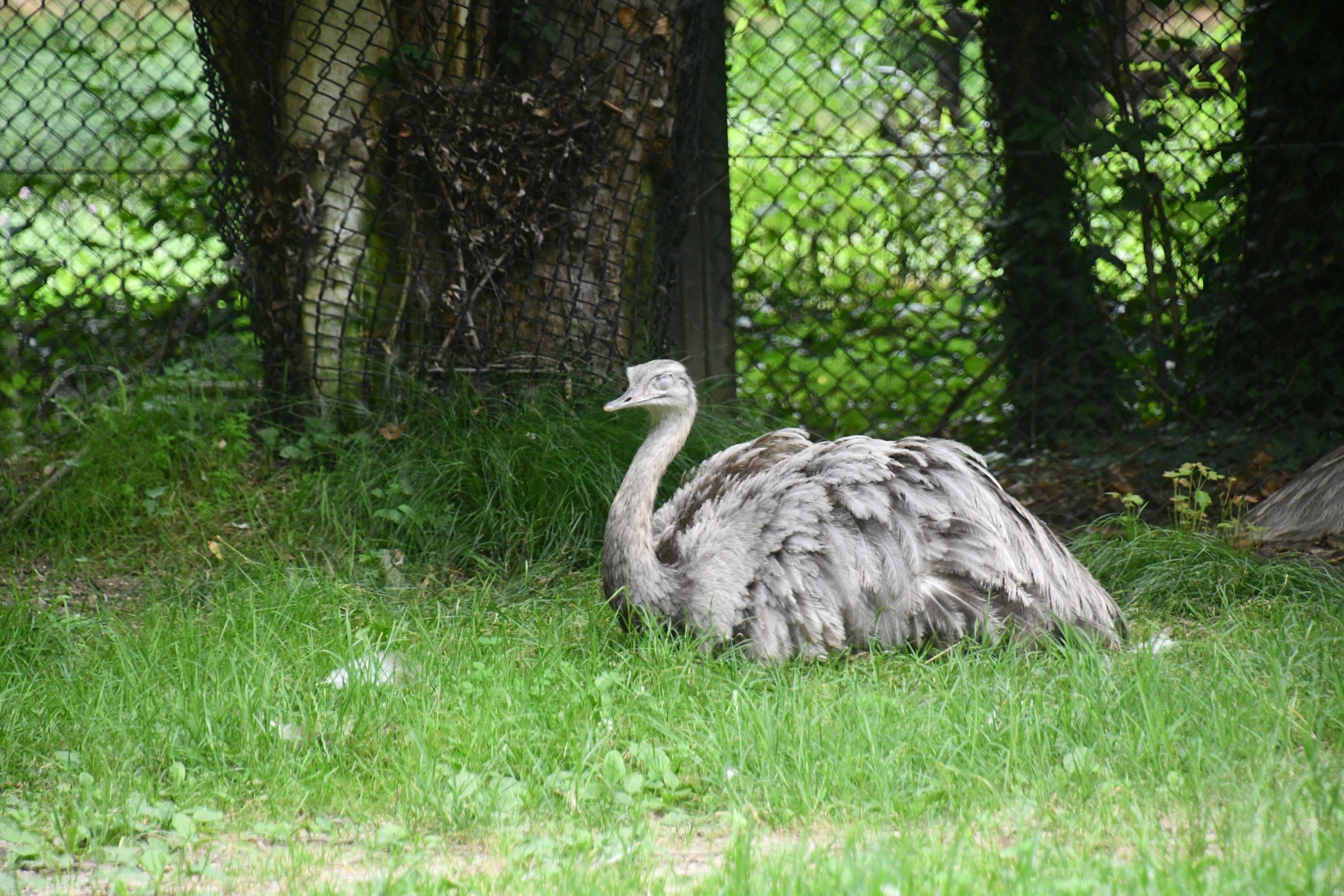Greater Rhea