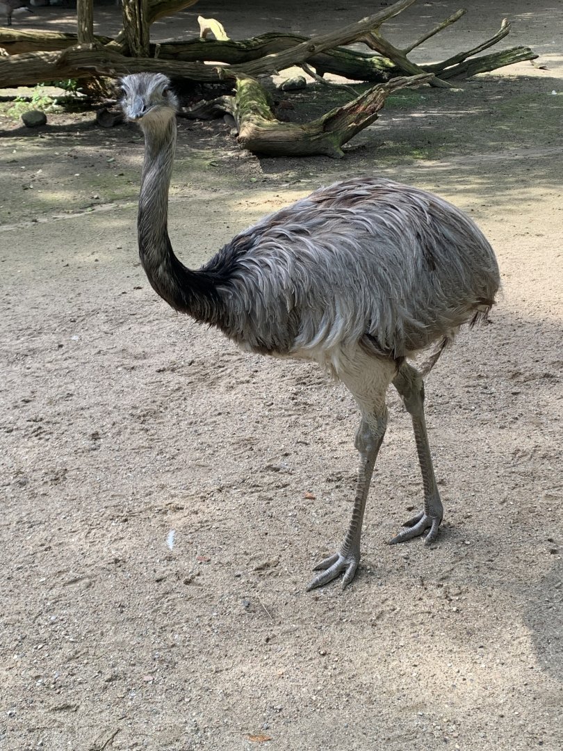 Greater rhea