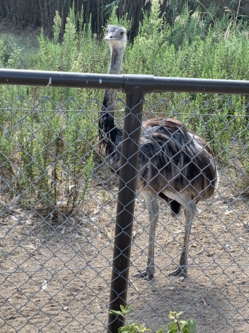 Greater rhea