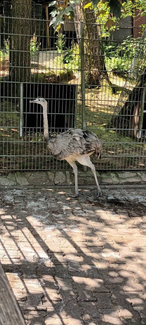 Greater Rhea