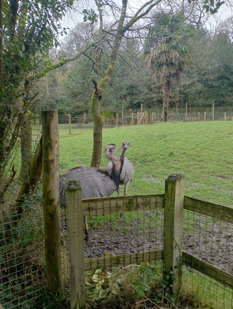 Greater rhea