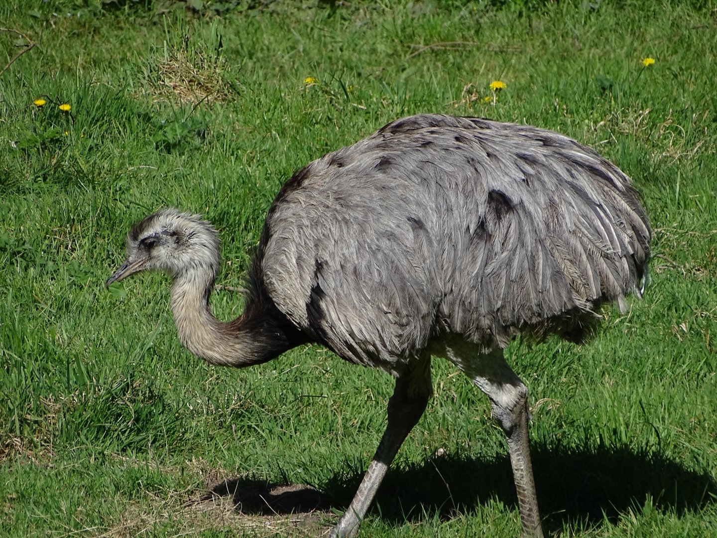 Greater rhea