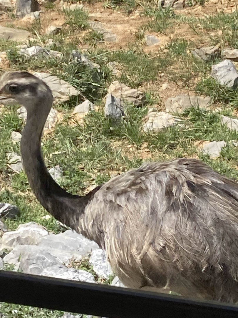 Greater Rhea