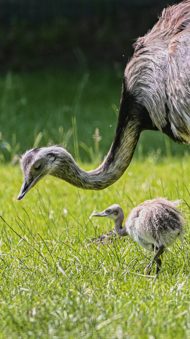 Greater rhea