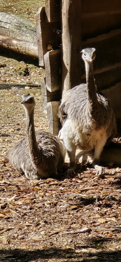 Greater rhea