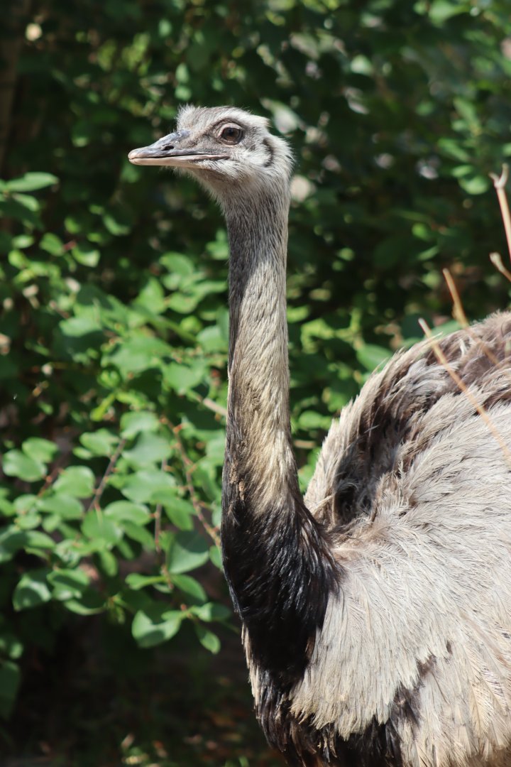 Greater Rhea
