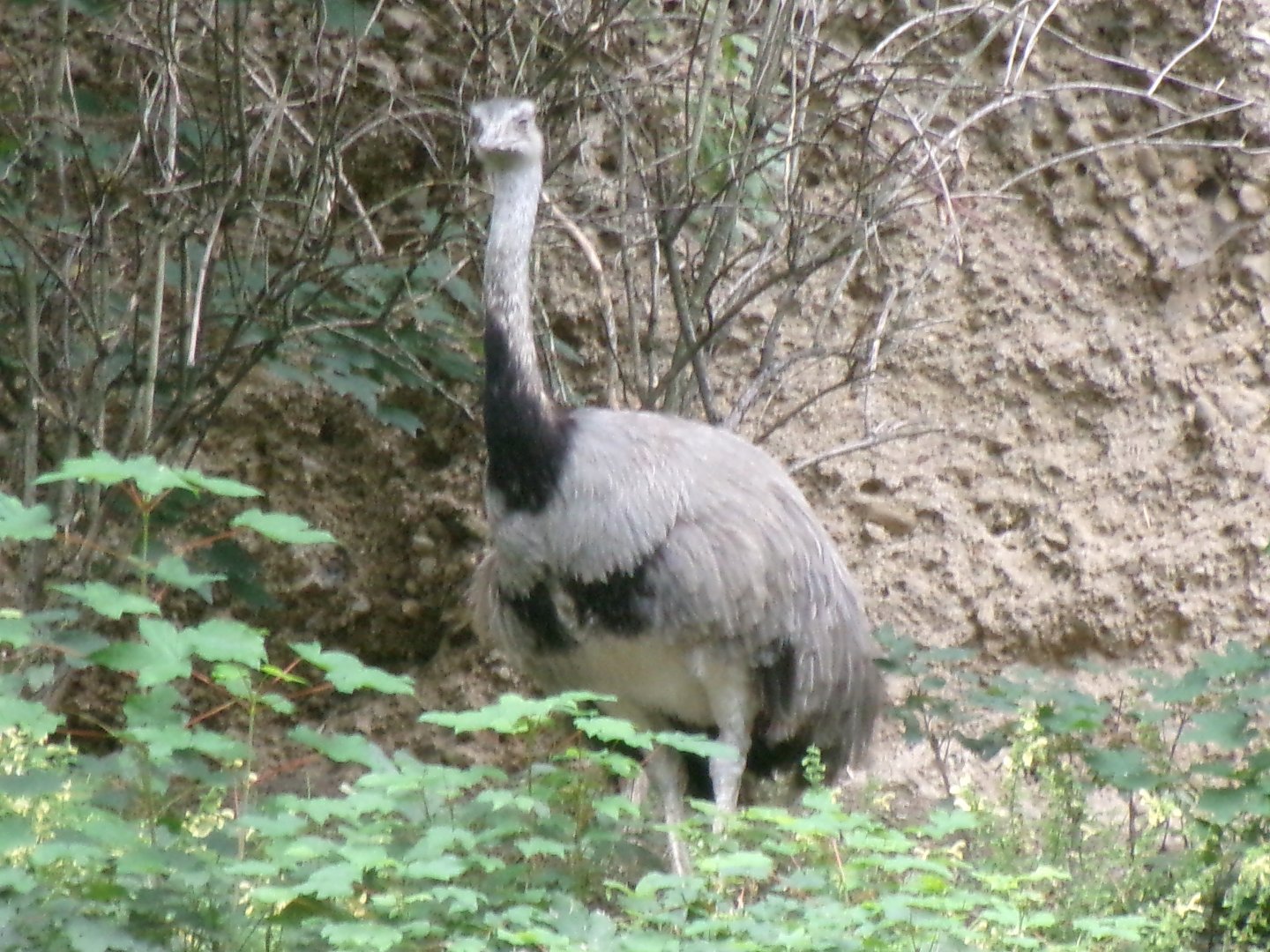Greater rhea