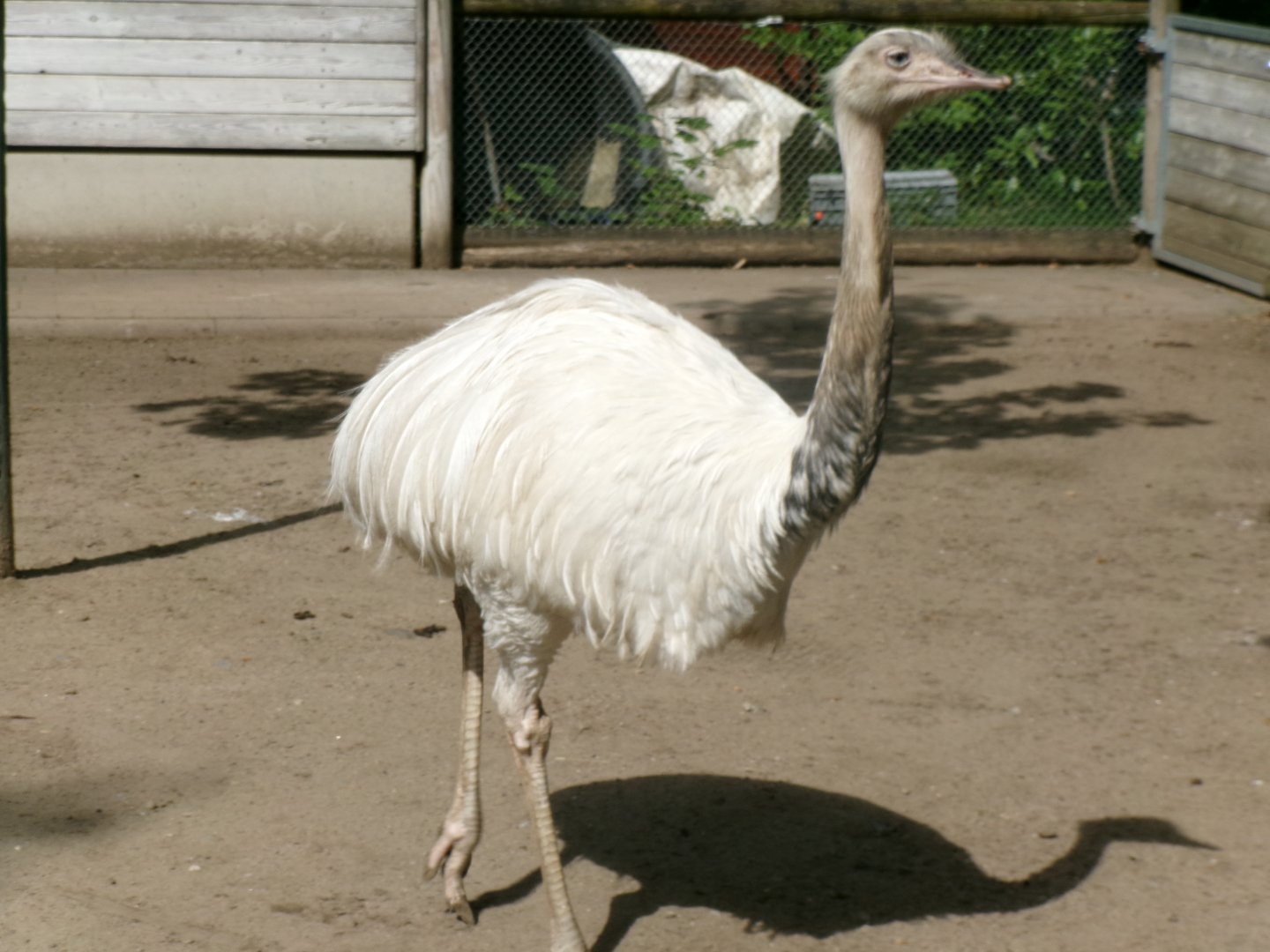 Greater rhea