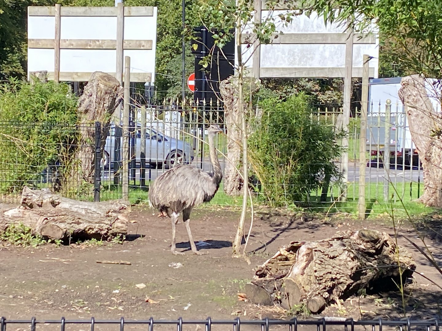 Greater rhea