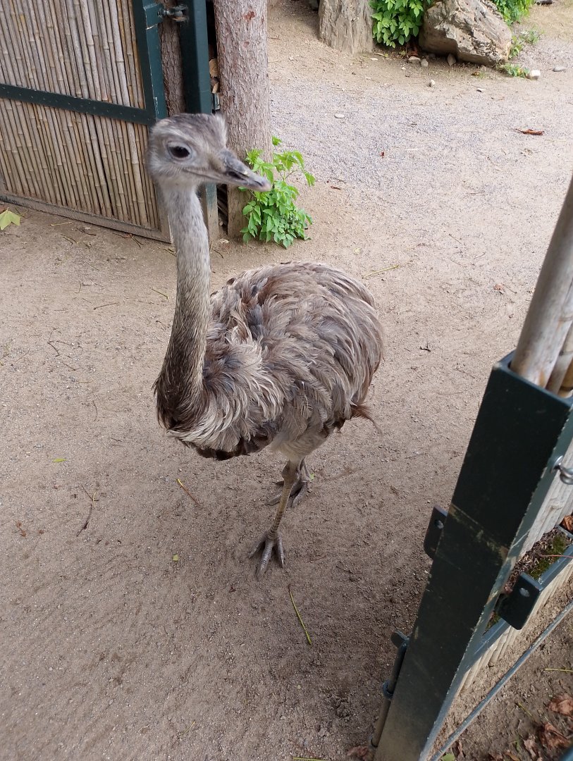 Greater rhea