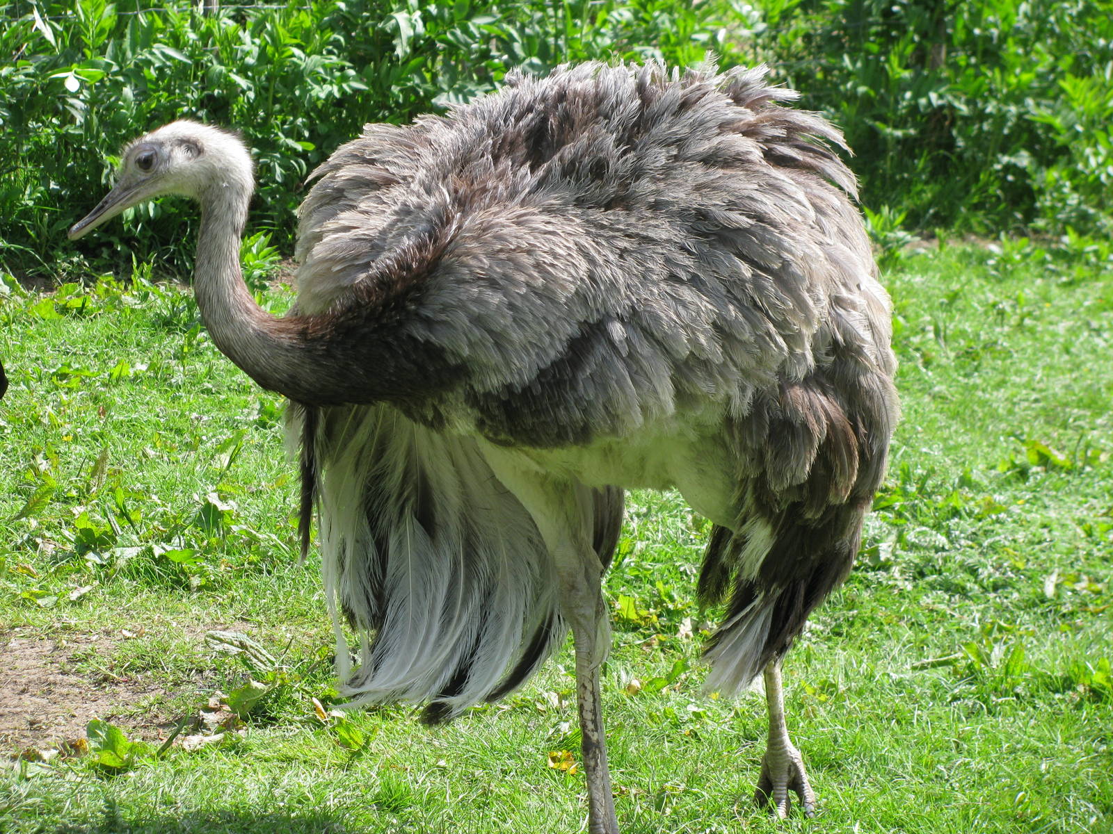Greater Rhea