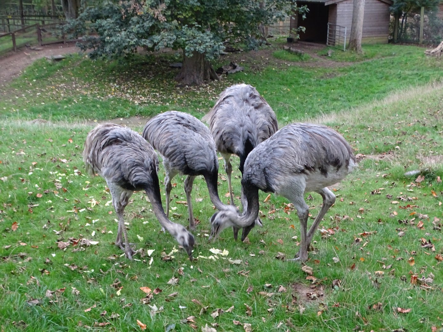 Greater Rheas, 16th October 2025