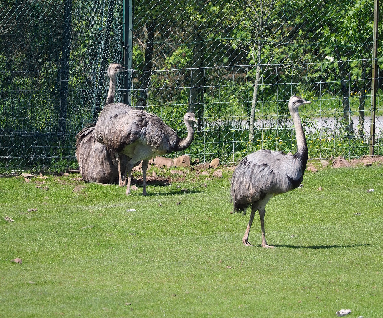 Greater rheas, 2023-05-19