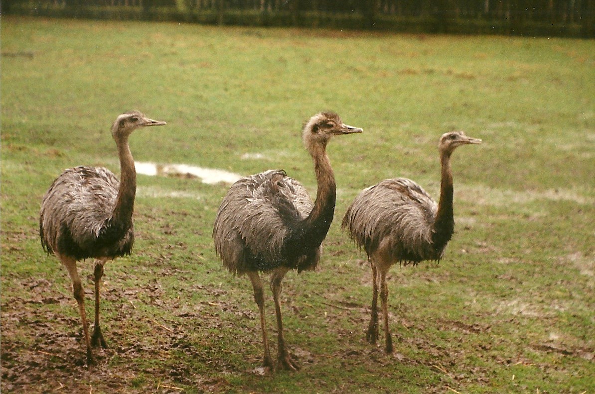 Greater Rheas 6th March 1999