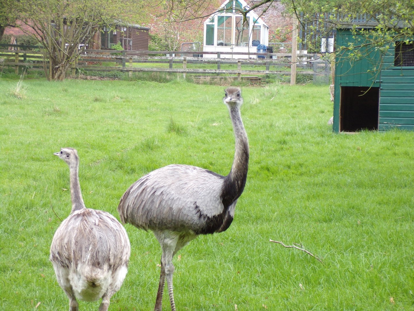Greater rheas 7.5.23