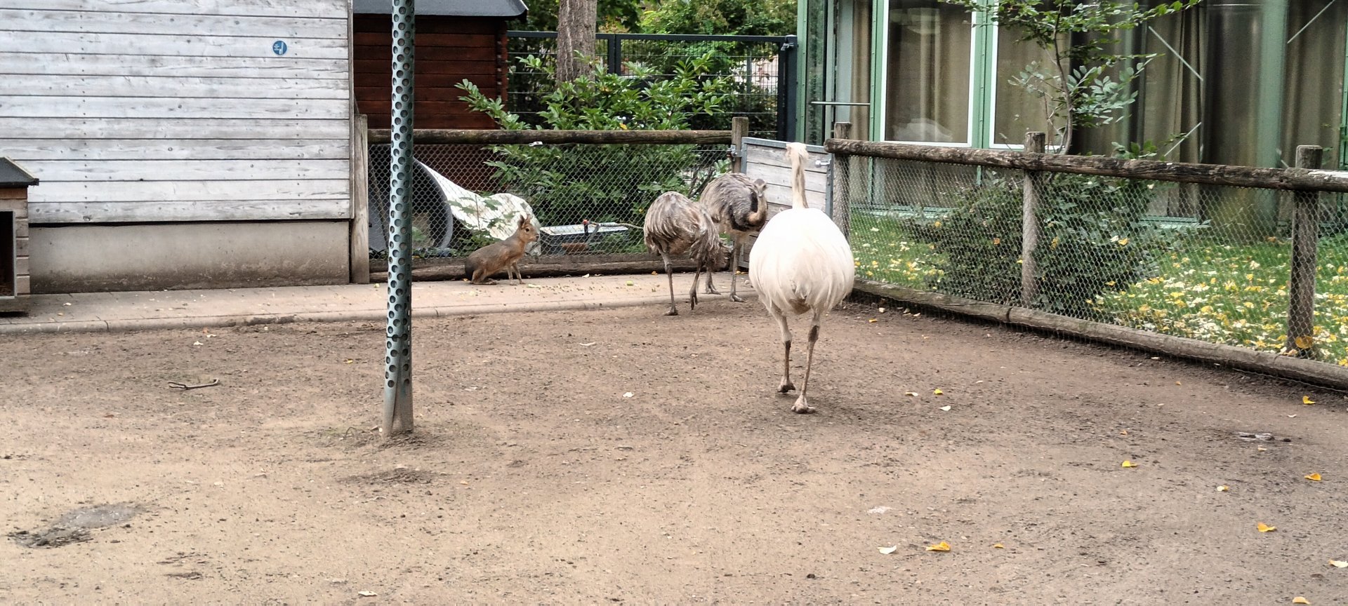 Greater Rheas and Patagonian Cavys