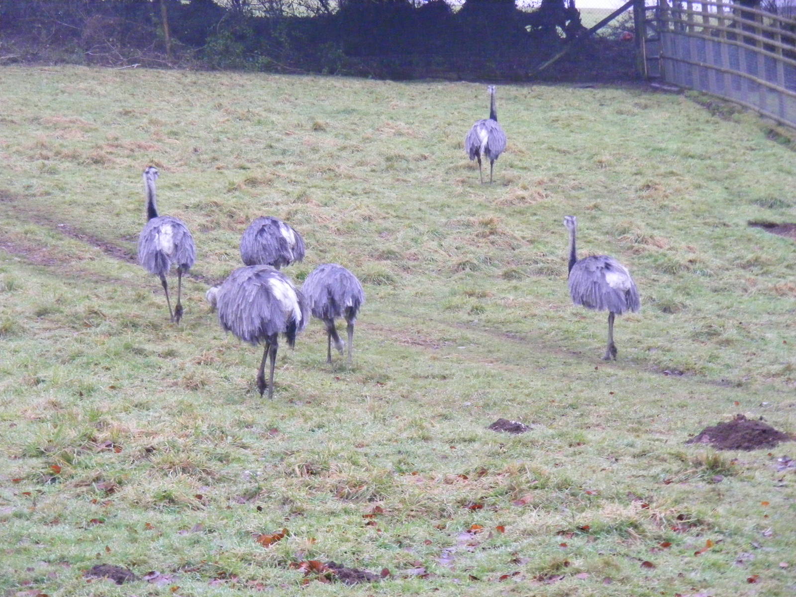 Greater rheas at Dartmoor Zoo, 30 December 2010