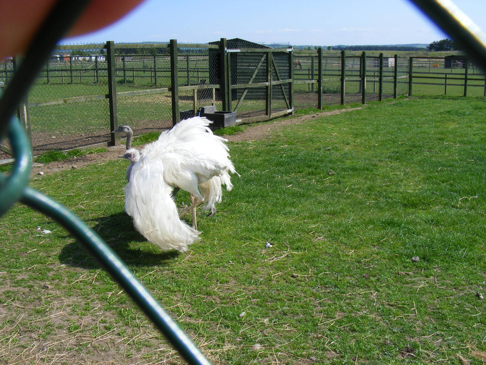 Greater rheas at Fife Animal Park, 18 May 2010