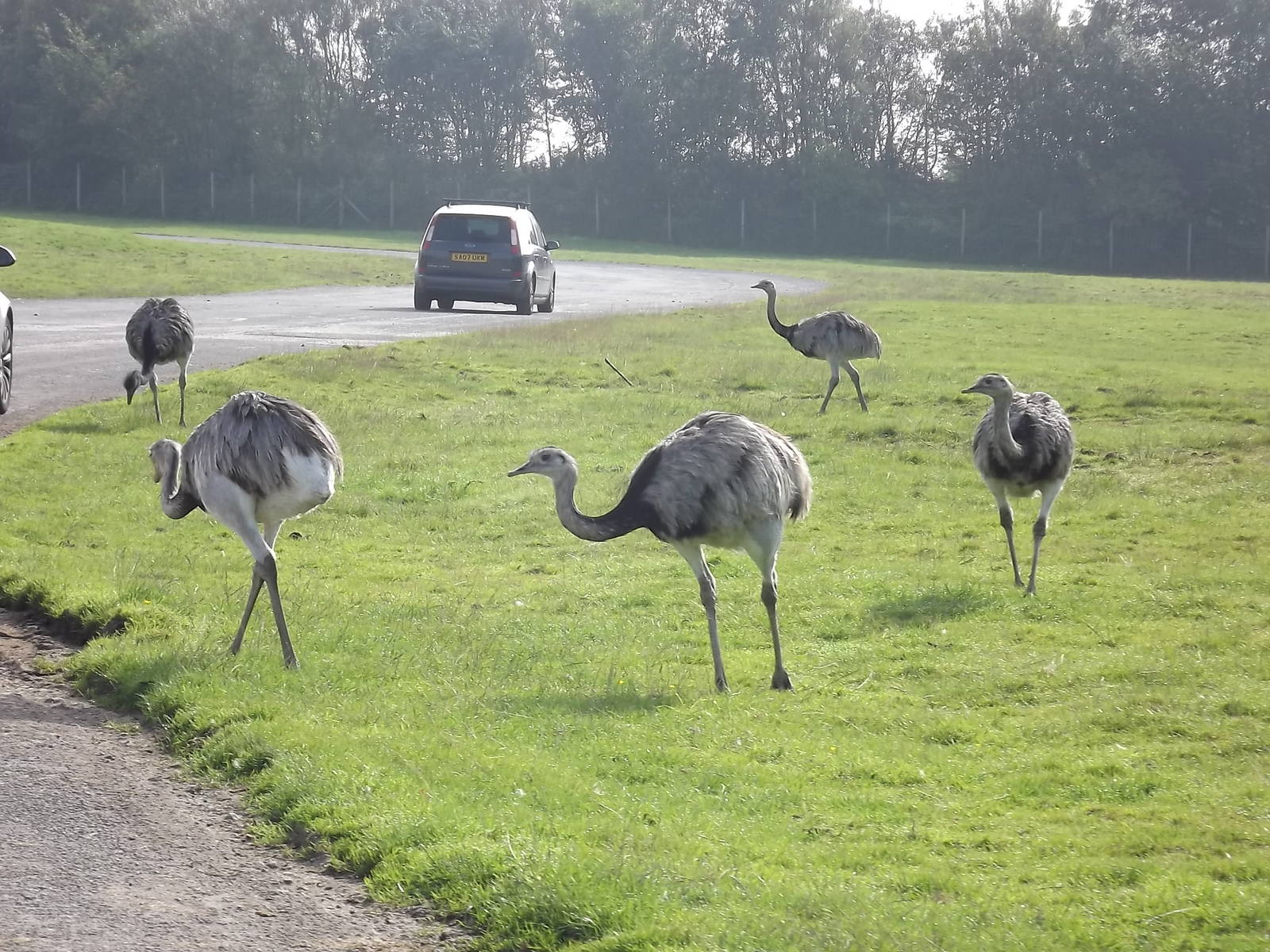 Greater Rheas at Knowsley Safari Park 08/09/12