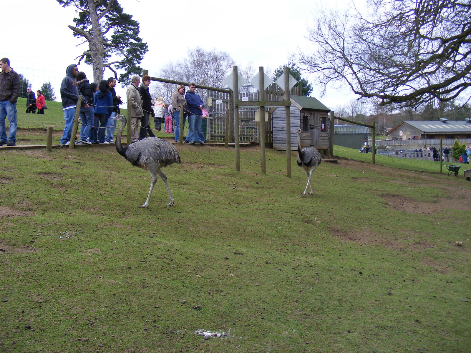 Greater rheas at Woburn Safari Park, 28 February 2009