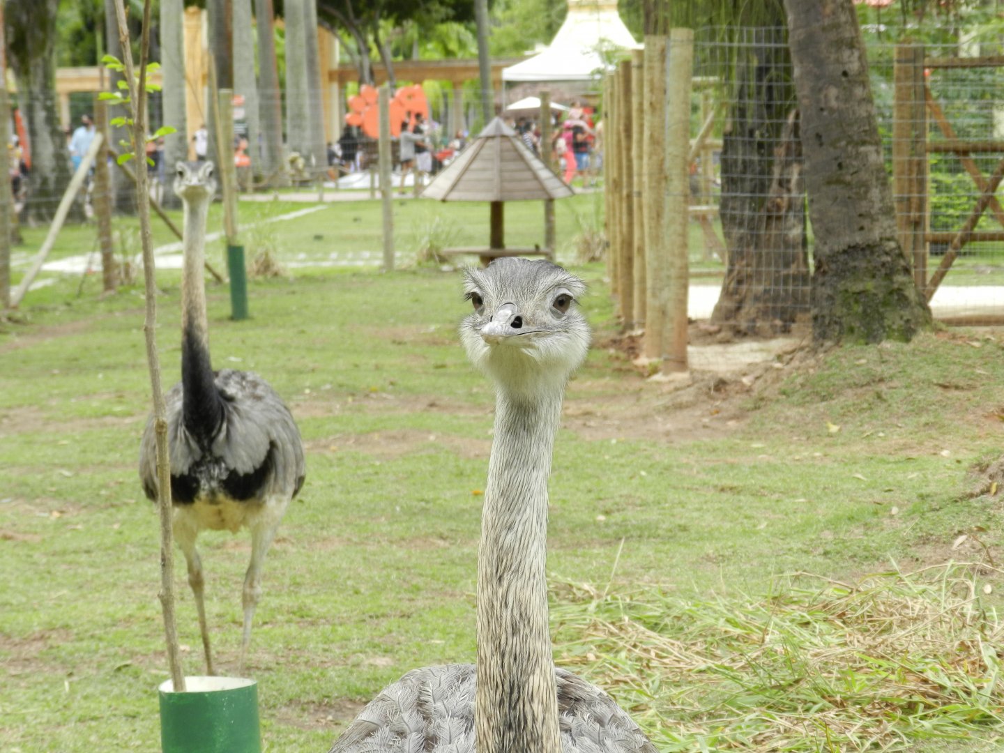 Greater rheas - BioParque do Rio