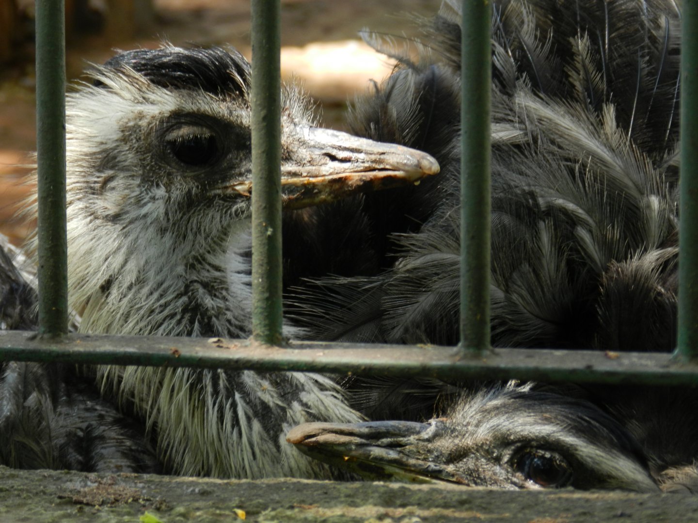 Greater rheas - Campinas zoo (BDJ)