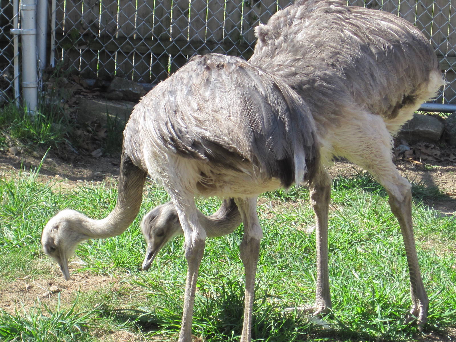 Greater Rheas Grazing