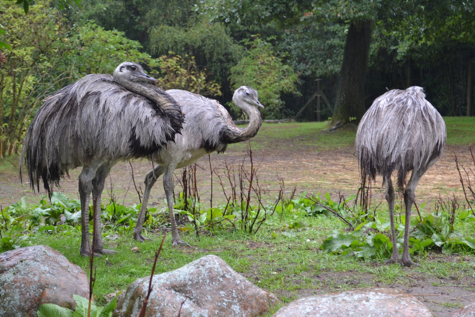 Greater rheas in heavy rain in Givskud Zoo