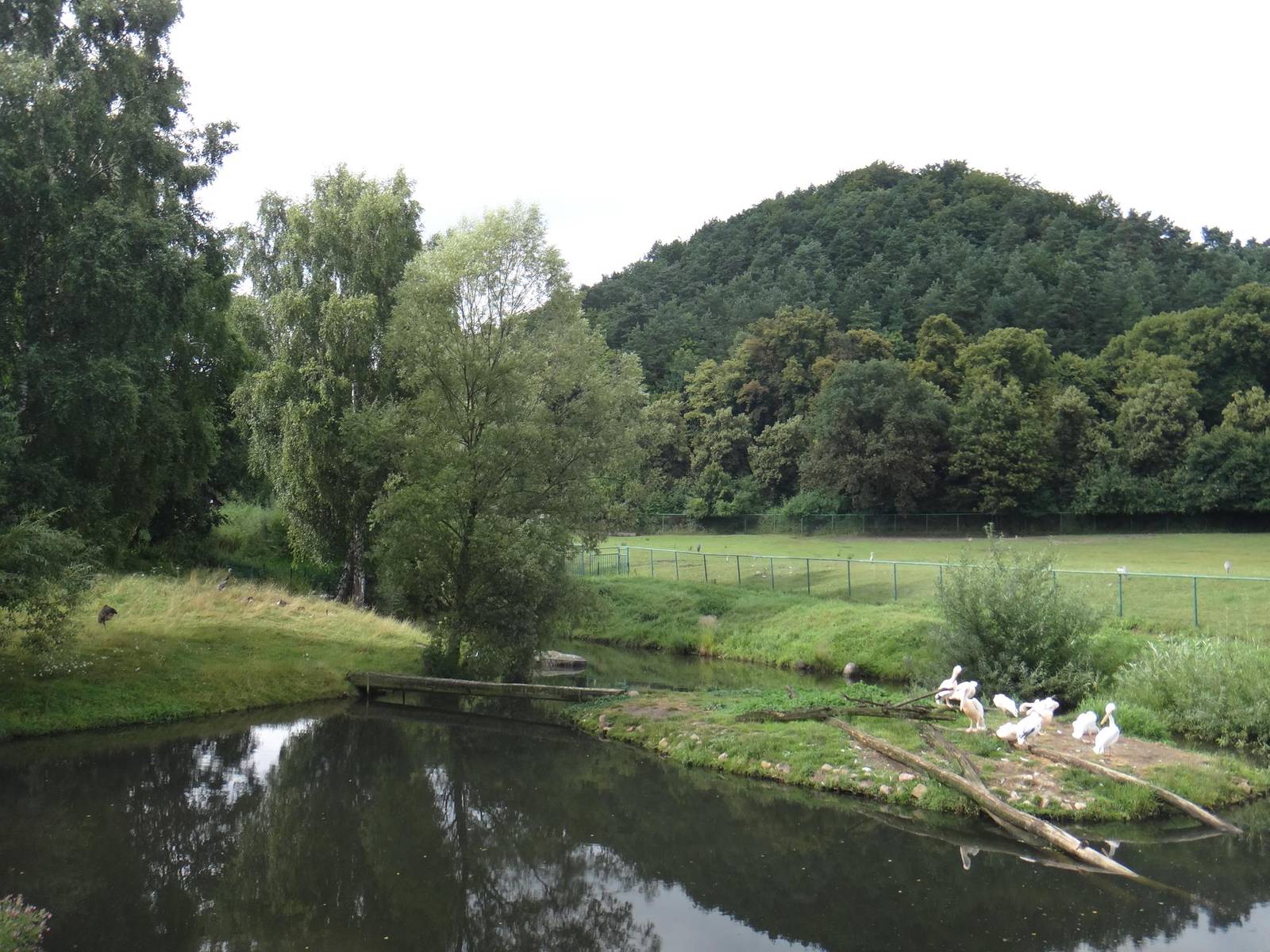 Greater Rheas + Pelicans