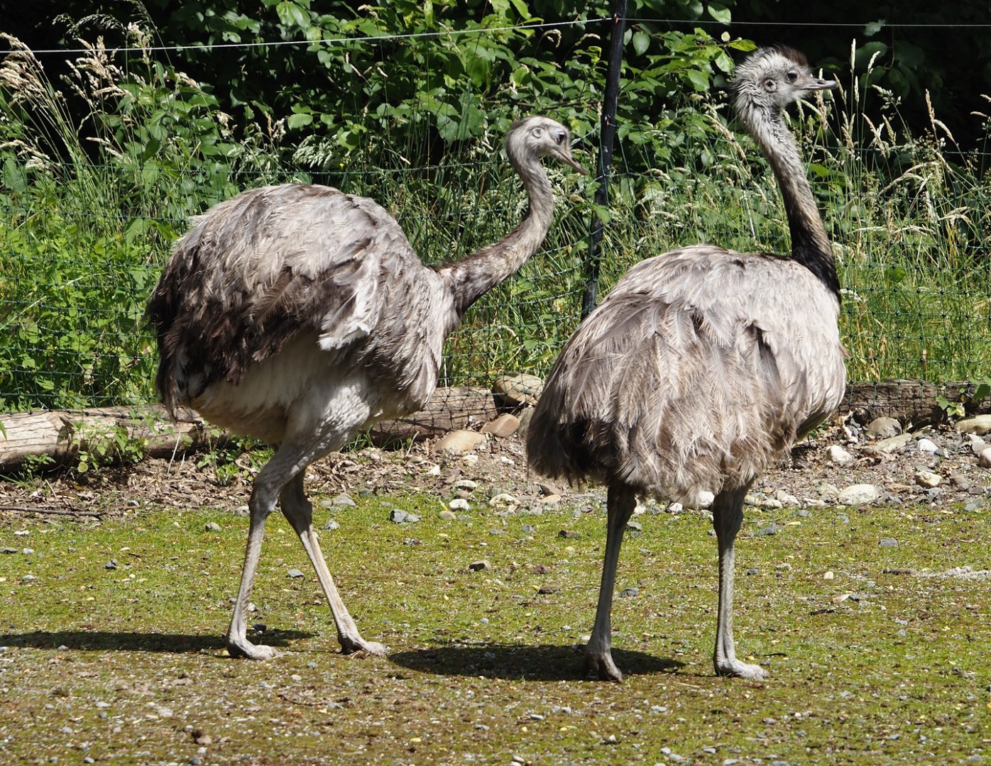 Greater rheas (Rhea americana), 2024-06-08
