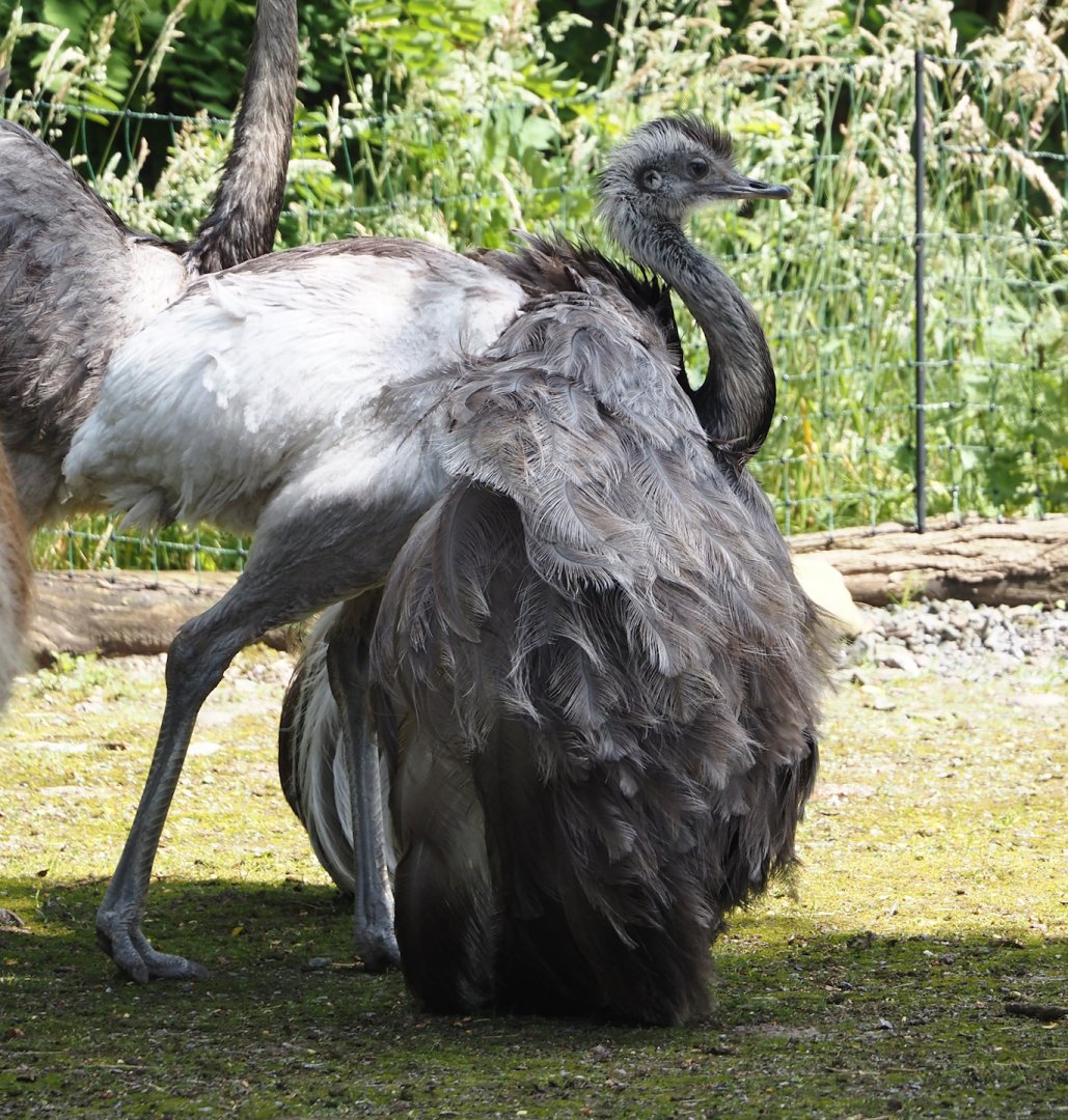 Greater rheas (Rhea americana), 2024-06-08