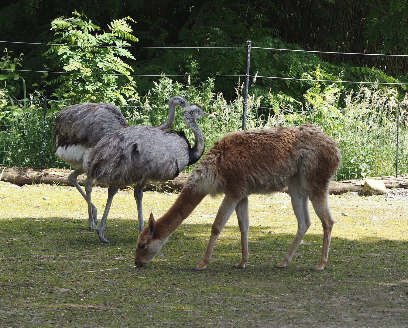 Greater rheas (Rhea americana) and Vicuña (Vicugna pacos), 2024-06-08