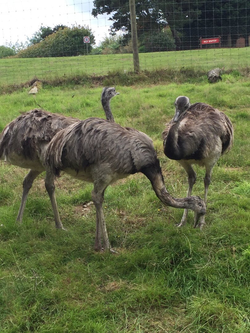 Greater Rheas