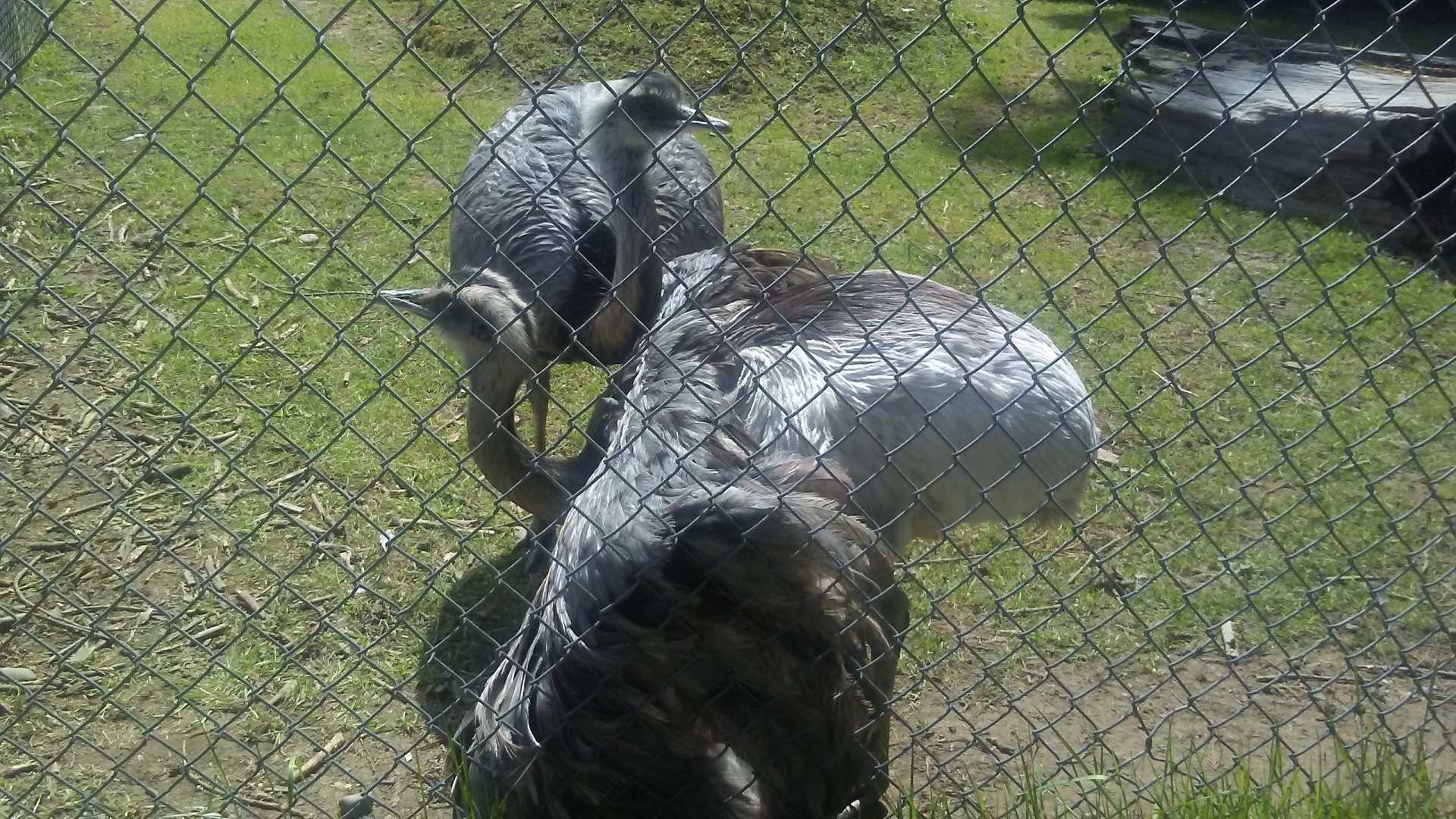 Greater rheas