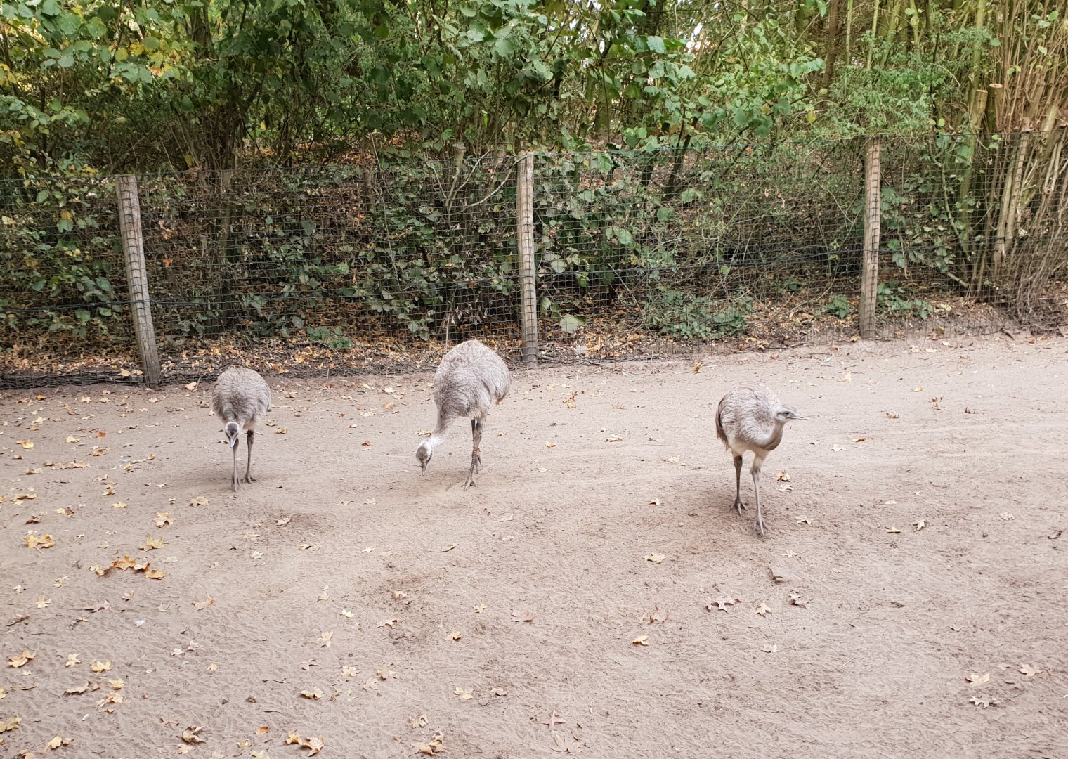 Greater rheas