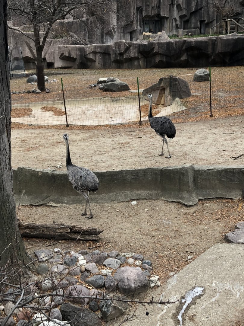 Greater Rheas