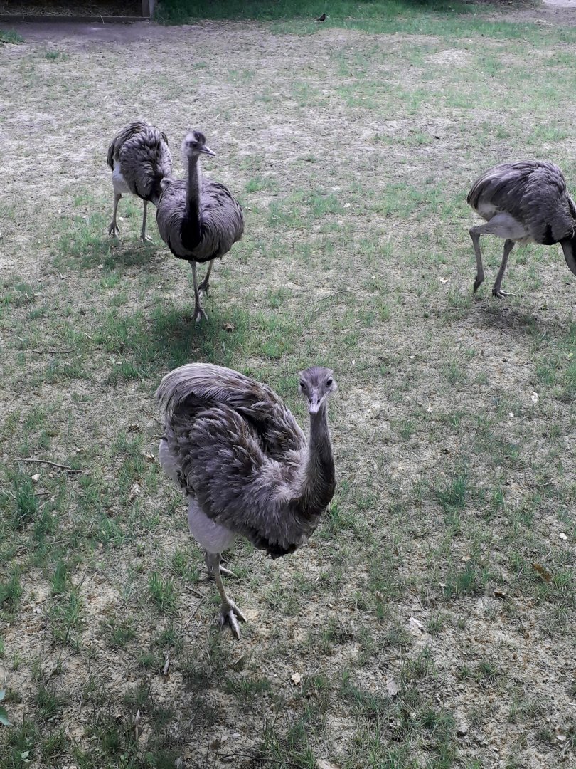 Greater rheas