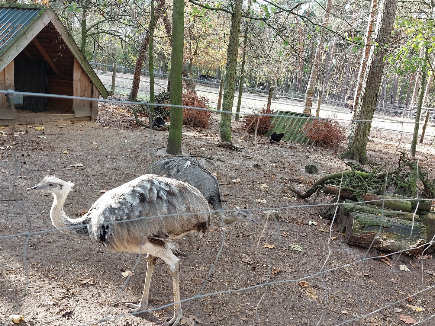 Greater rheas