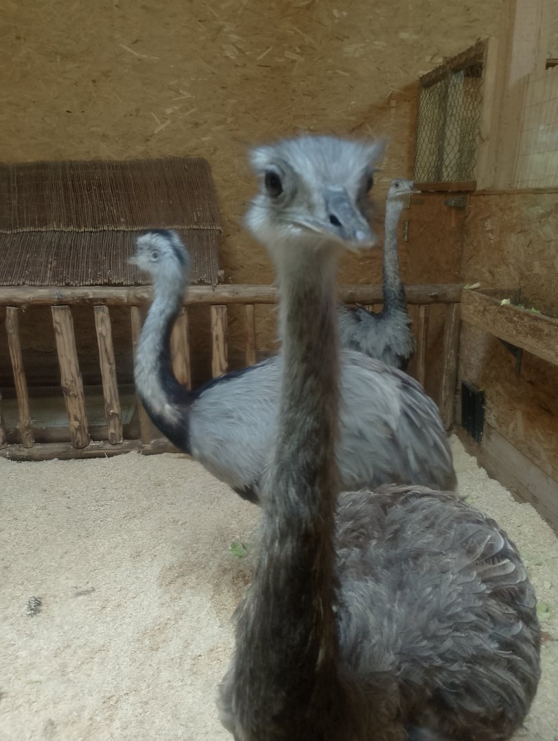 Greater rheas