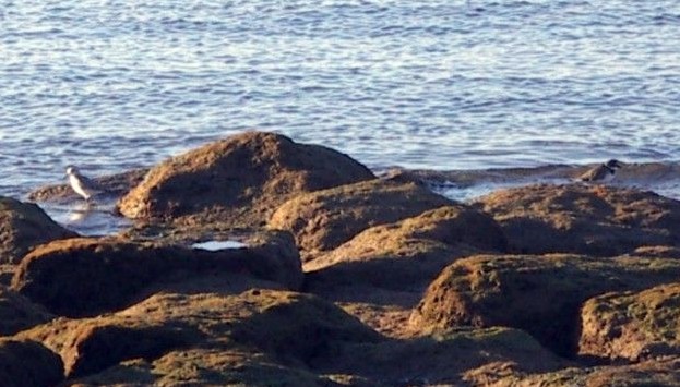 Greater Ringed Plover (Charadrius hiaticula) and Sanderling (Calidrs alba)