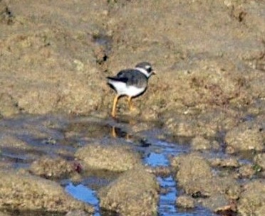 Greater Ringed Plover (Charadrius hiaticula)