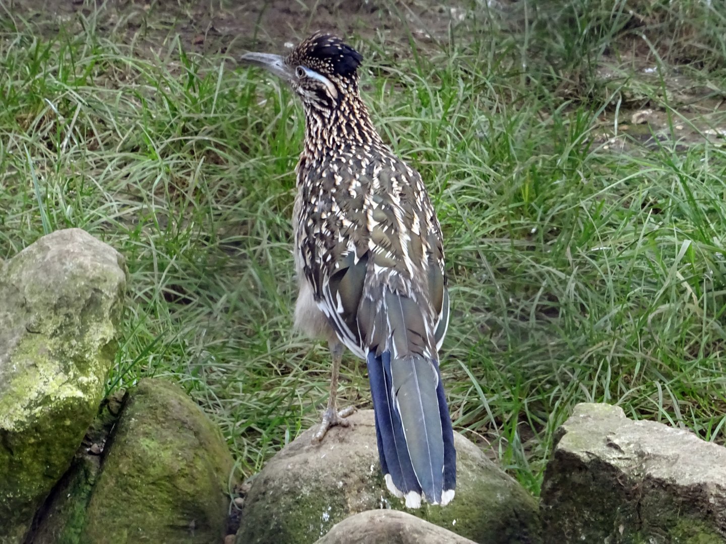 Greater Road Runner