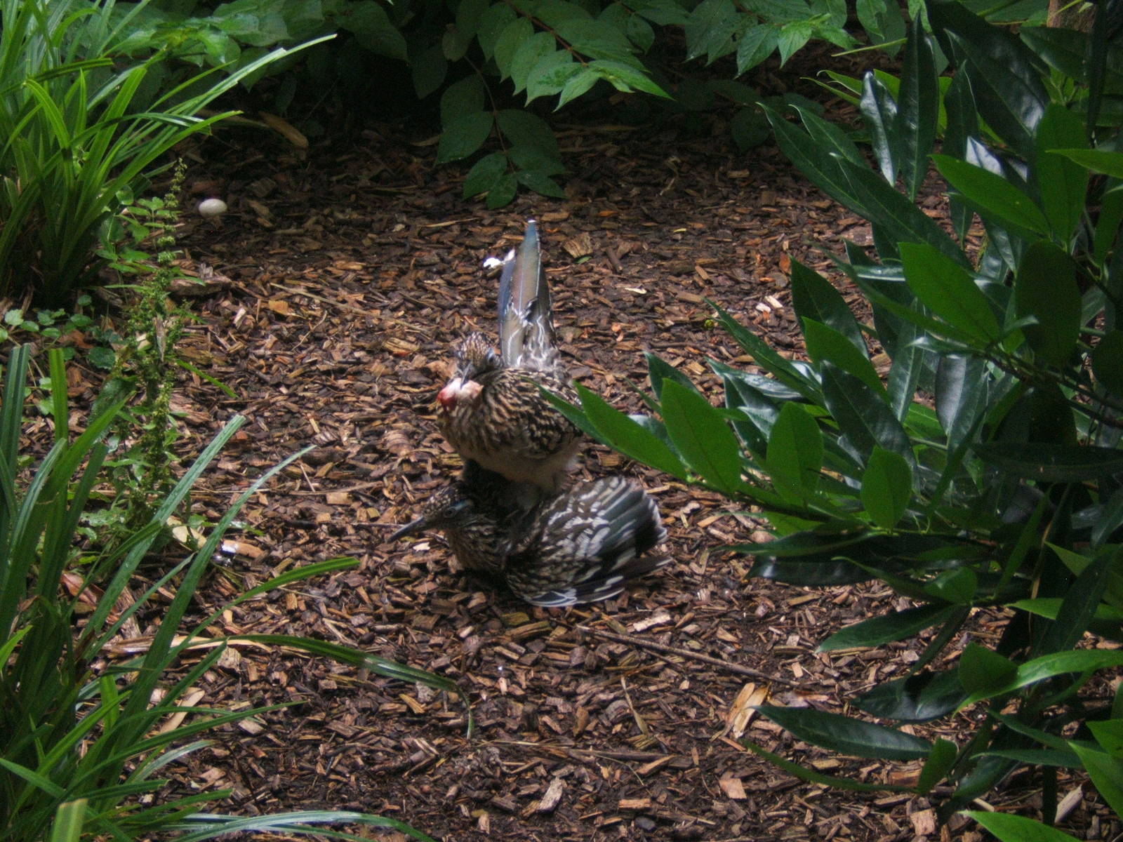 Greater Road Runners mating