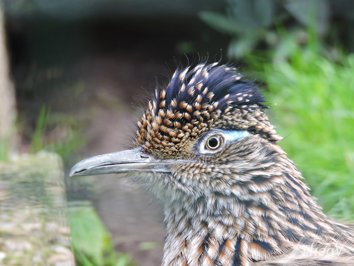 Greater roadrunner [2017]