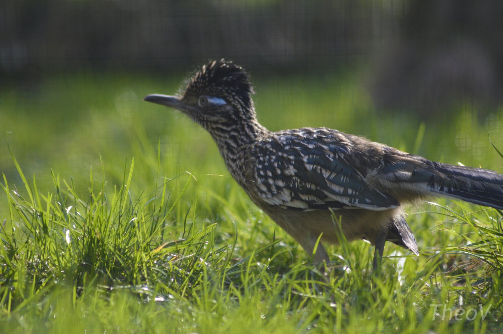 Greater roadrunner [2018]