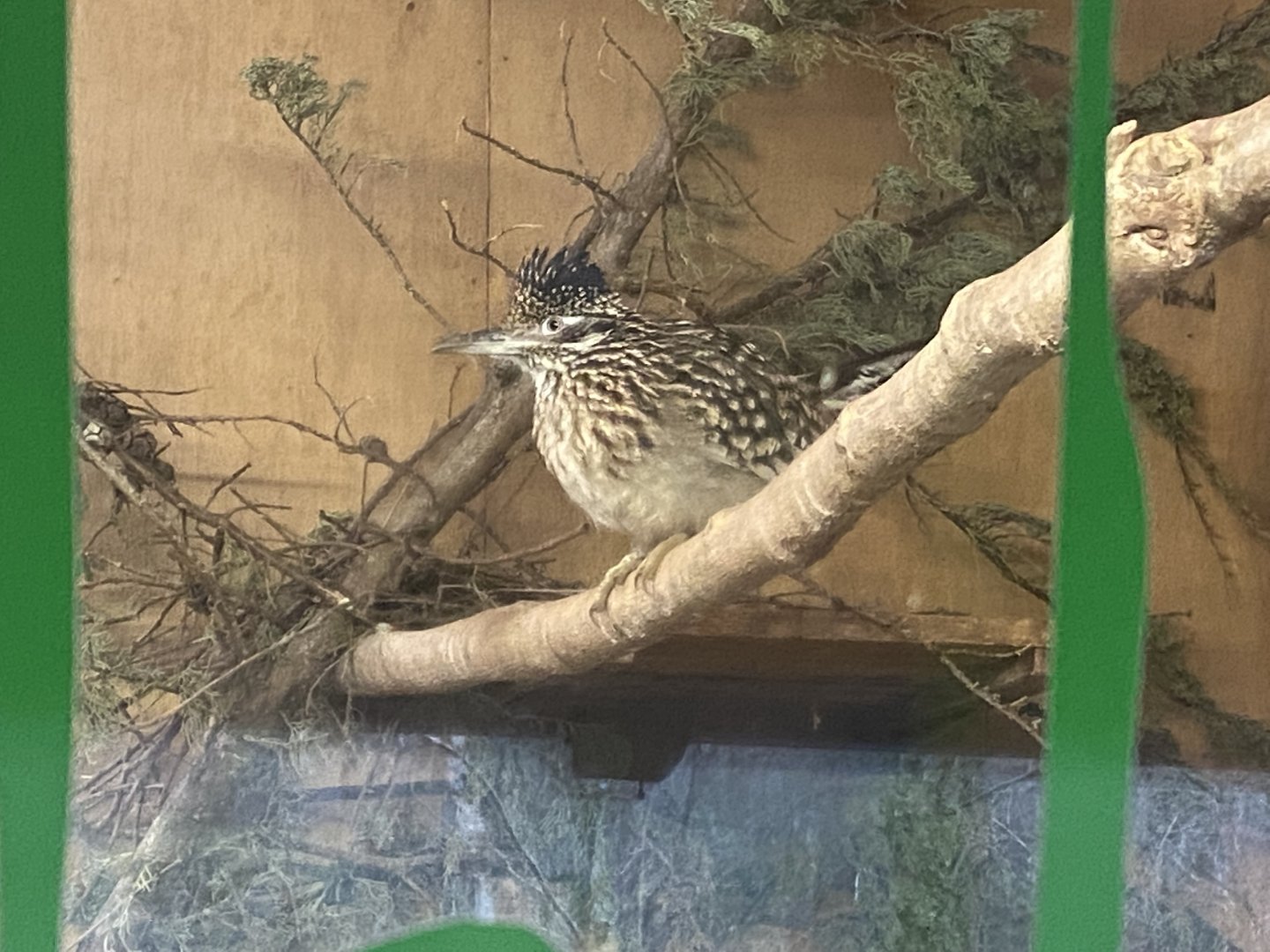 Greater roadrunner 240222