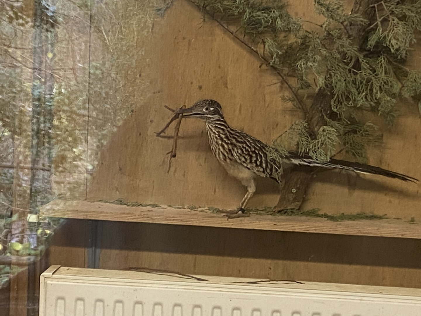 Greater roadrunner 301221