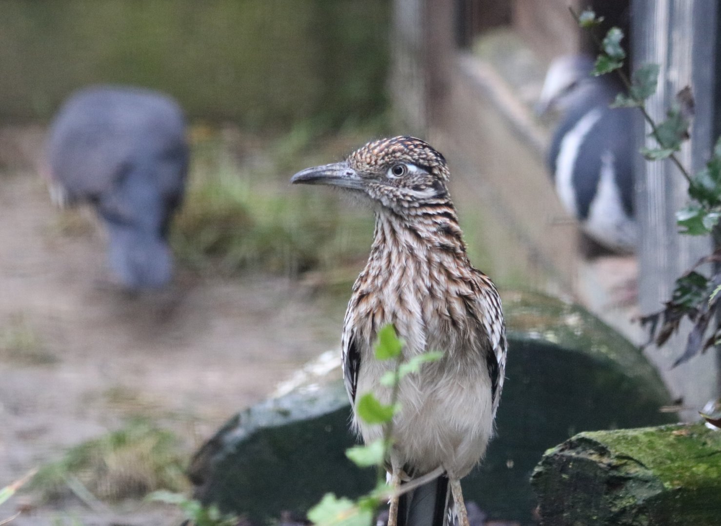 Greater Roadrunner and Wonga Pigeons