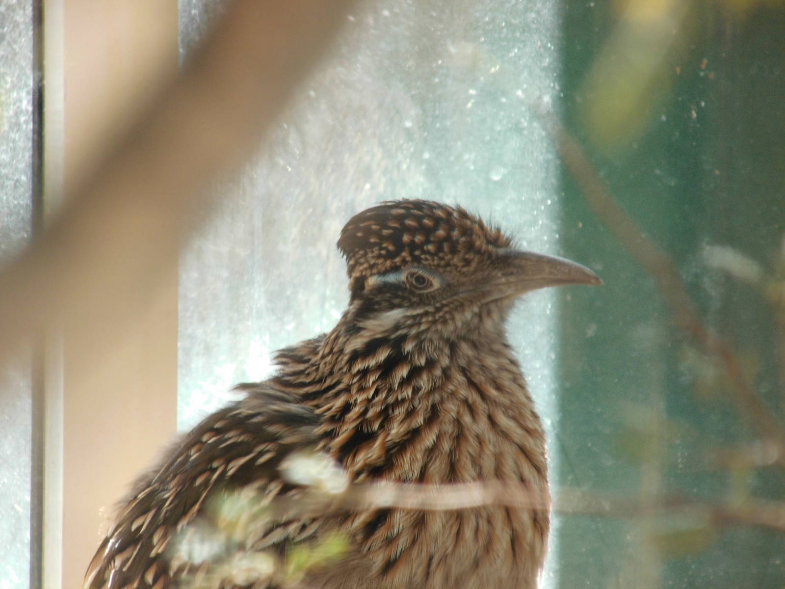 Greater roadrunner at North carolina zoo 2015-1-19