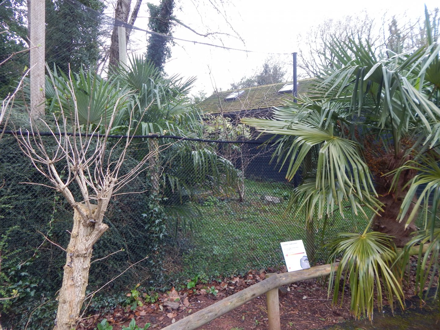 Greater roadrunner aviary 050224